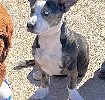 Photo of Blue