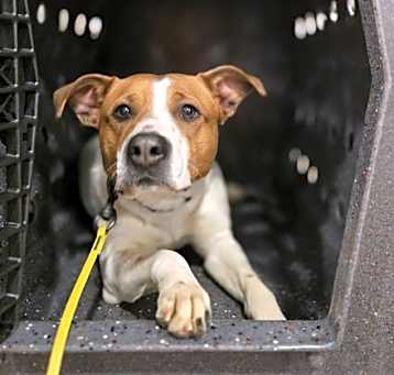 Photo of Heather * I need a foster home!