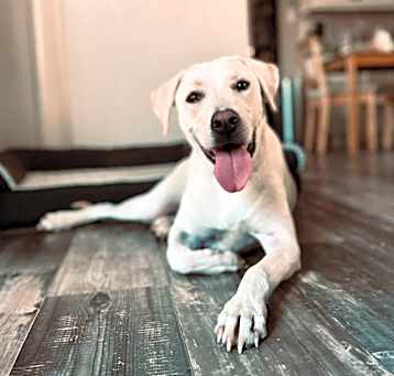 Photo of APOLLO