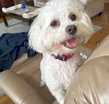 Photo of Daisy Poo (TN)