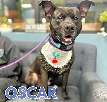 Photo of Oscar