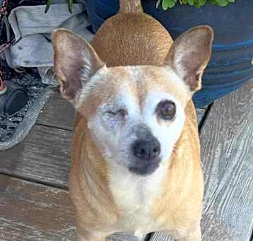 Photo of Buttercup