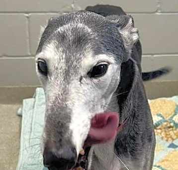 Photo of Hondo