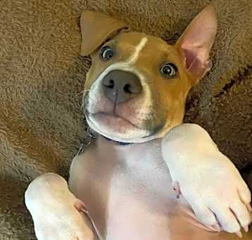 Photo of Angus