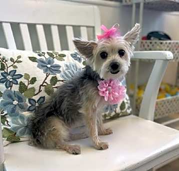 Photo of Ginger Grace