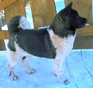 Photo of Roxy