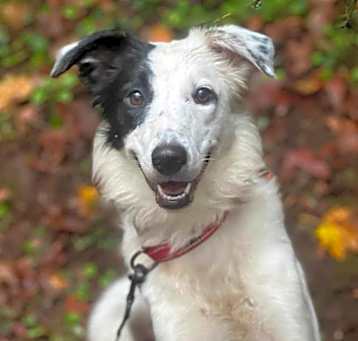 Photo of Rosie