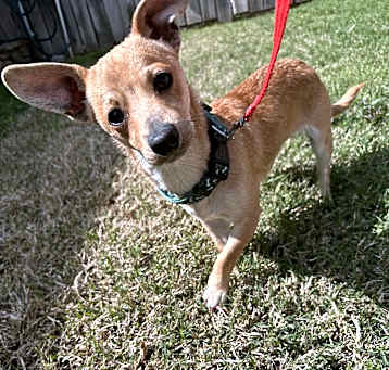 Photo of Otis
