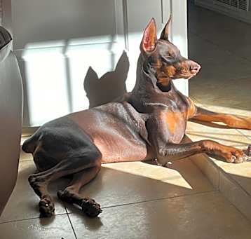 Photo of Luna