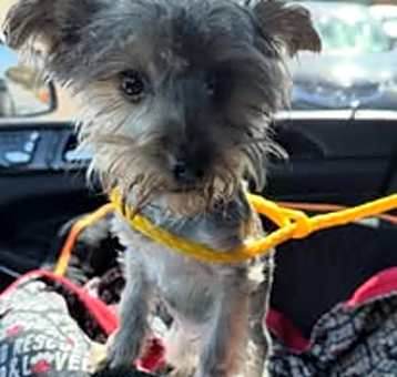 Photo of Auggie