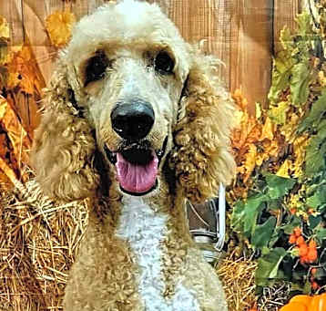 Photo of LOVEABLE LEVI