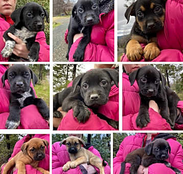 Photo of LILY’S PUPPIES GIRLS