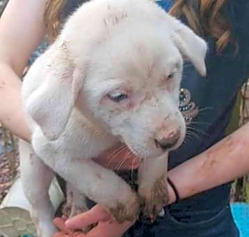 Photo of ZCL Pyrenees pups