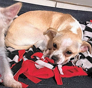 Photo of Bentley