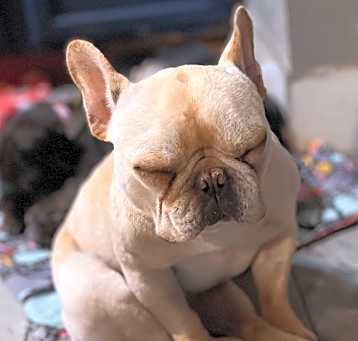 Photo of Dixie