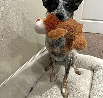 Photo of Rocket