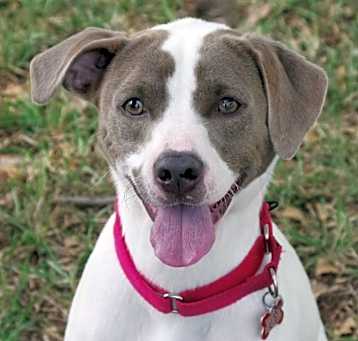 Photo of Yogi