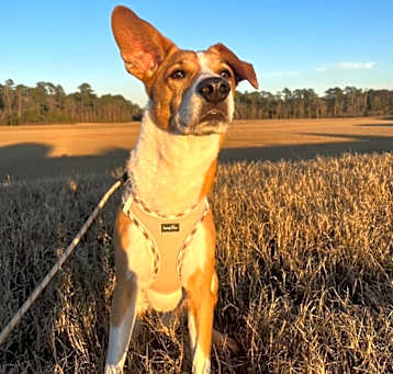 Photo of Browny