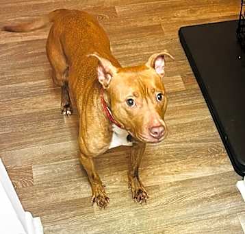 Photo of Lady
