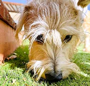 Photo of Sammy
