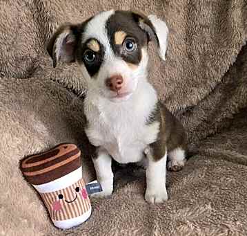 Photo of Mocha