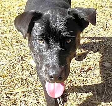 Photo of Onyx
