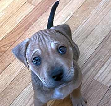 Photo of Rocco