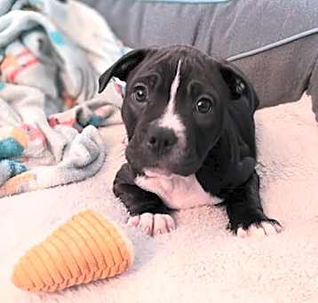 Photo of Milo