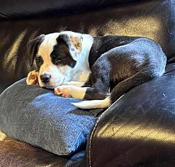 Photo of Millie