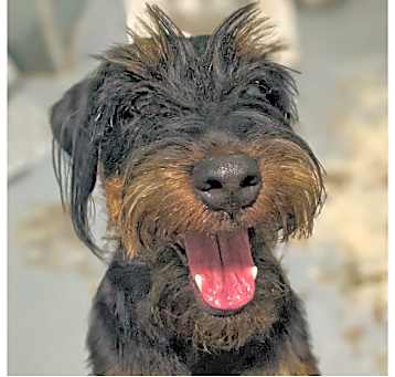 Photo of Indica