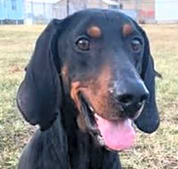 Photo of Boone