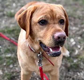 Photo of Whiskey