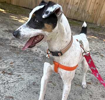 Photo of Sampson