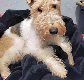 Photo of Lola