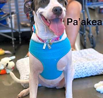Photo of Pa'akea