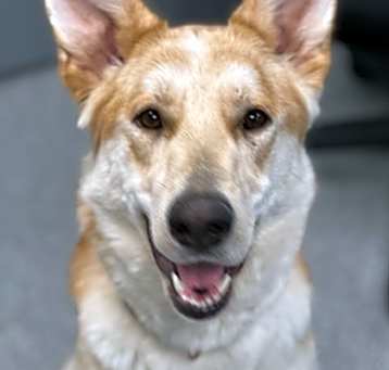 Photo of Ruby