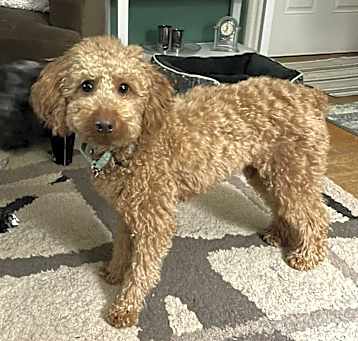 Photo of Teddy (formerly Quinn)