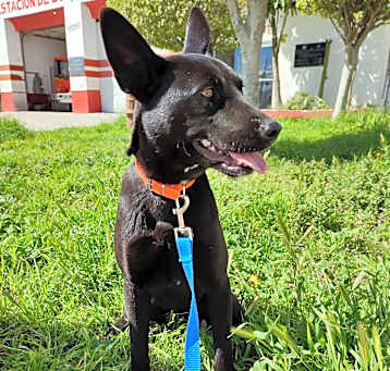 Photo of Bailey