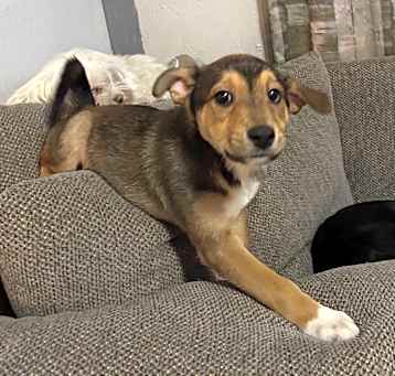 Photo of Bandit
