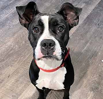 Photo of Diamond