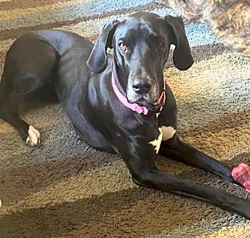 Photo of Penny