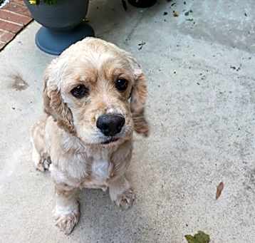 Photo of Buddy -Adult Home, No Kids