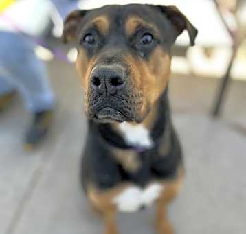 Photo of Bruno