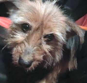 Photo of Desi