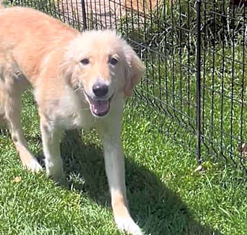 Photo of Cutter (Baseball Litter '25)
