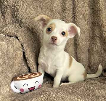 Photo of Latte