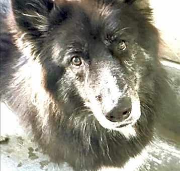 Photo of BEAR