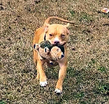 Photo of Pumpkin