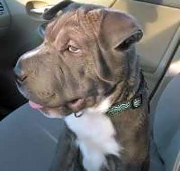 Photo of Shadow