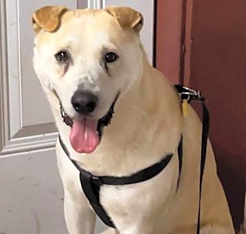 Photo of Loki